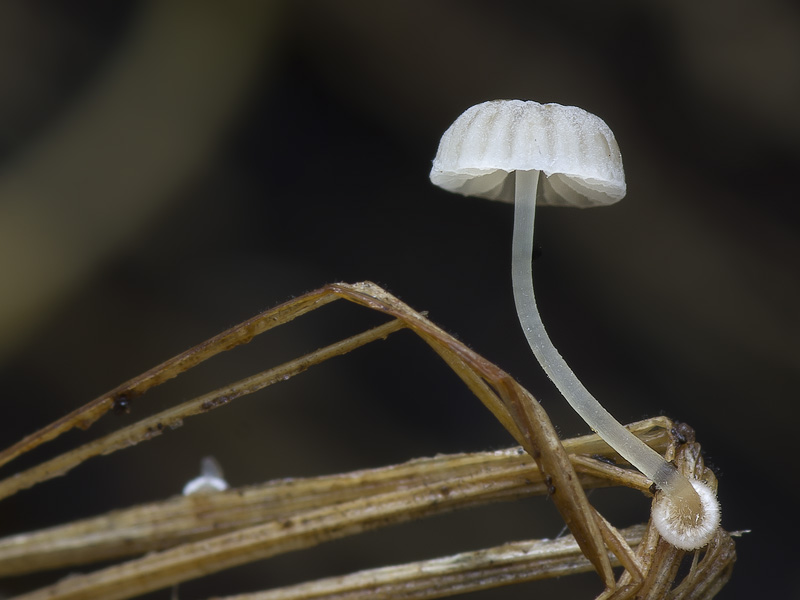 Mycena bulbosa Mycena bulbosa